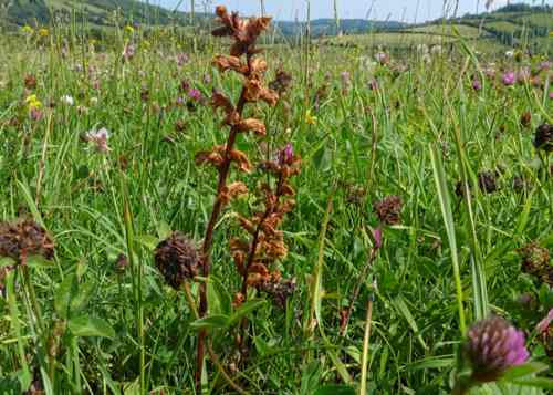 Common Broomrape (Orobanche minor) in a restored meadow © Helena Crouch