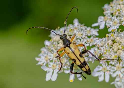 Yellow Longhorn Beetle (Rutpela maculata) © Mike Williams