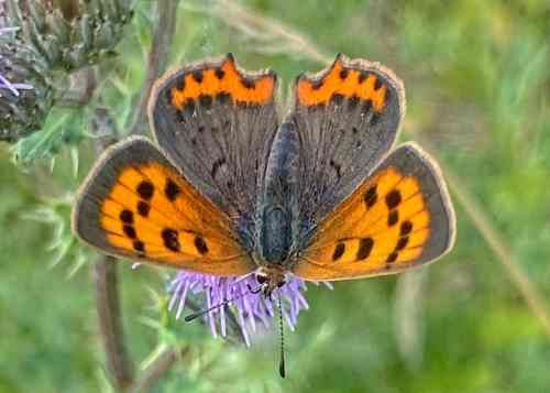 Small Copper © Phillip Delve 