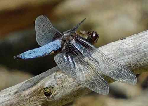 Broad-bodied Chaser © Catherine Turner