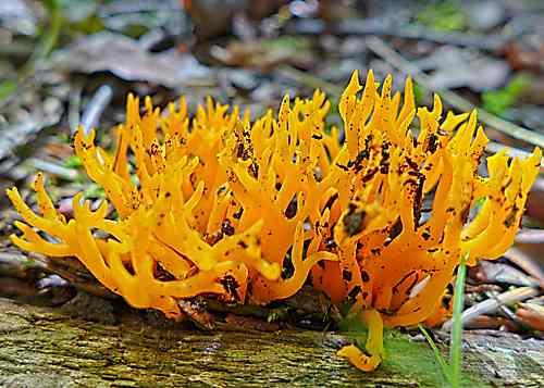 Yellow Stagshorn (Calocera viscosa) on decaying wood © Helena Crouch