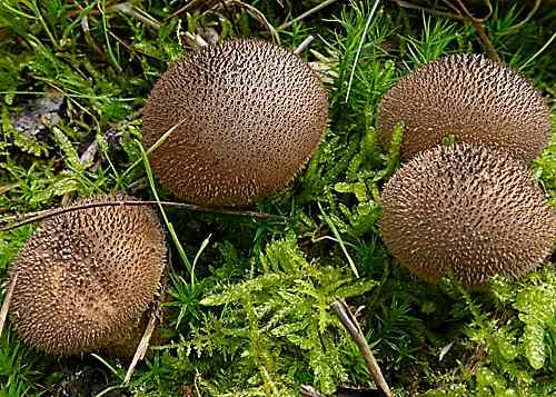 Dusky Puffball (Lycoperdon nigrescens) © Helena Crouch