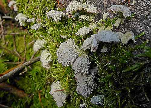 Splitgill (Schizophyllum commune) © Helena Crouch