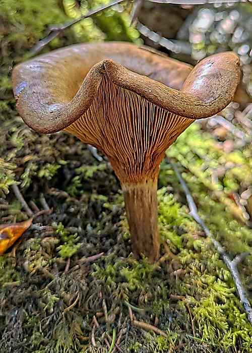 Brown Rollrim (Paxillus involutus) © Helena Crouch
