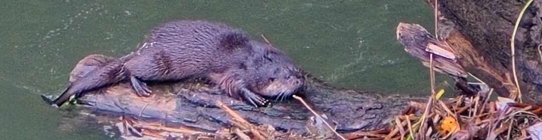 Two otters on the River Avon in Bath