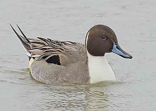 Pintail