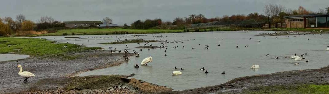 Slimbridge, 7 December 2025