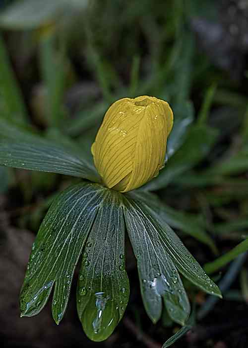 Winter Aconite (Eranthis hyemalis) in Henrietta Park © Mike Williams