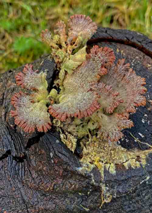Split Gill Schizophyllum commune