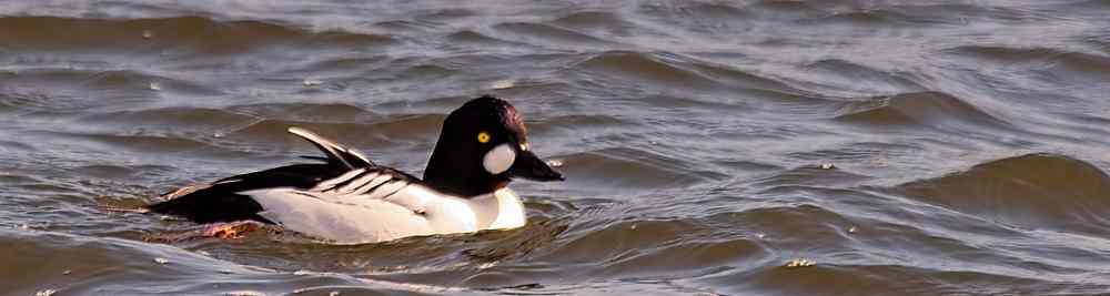 Stockhill and Chew Valley Lake, 11 March 2026