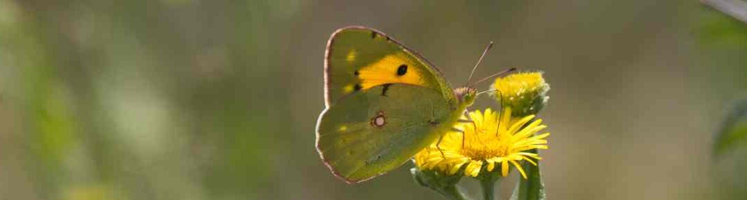 Alners Gorse, 2 August 2026